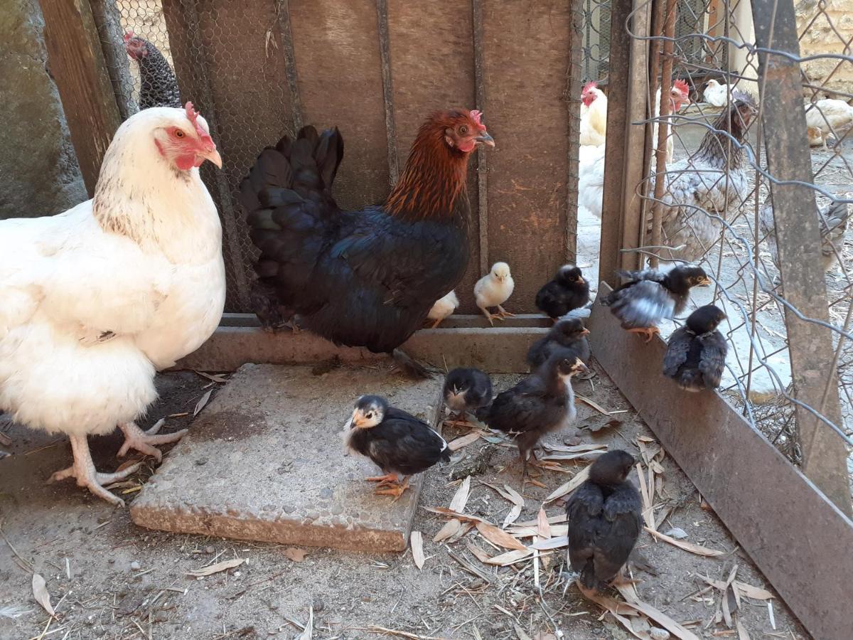 Gite De Leonie Moulin De Tartay En Avignon Bagian luar foto